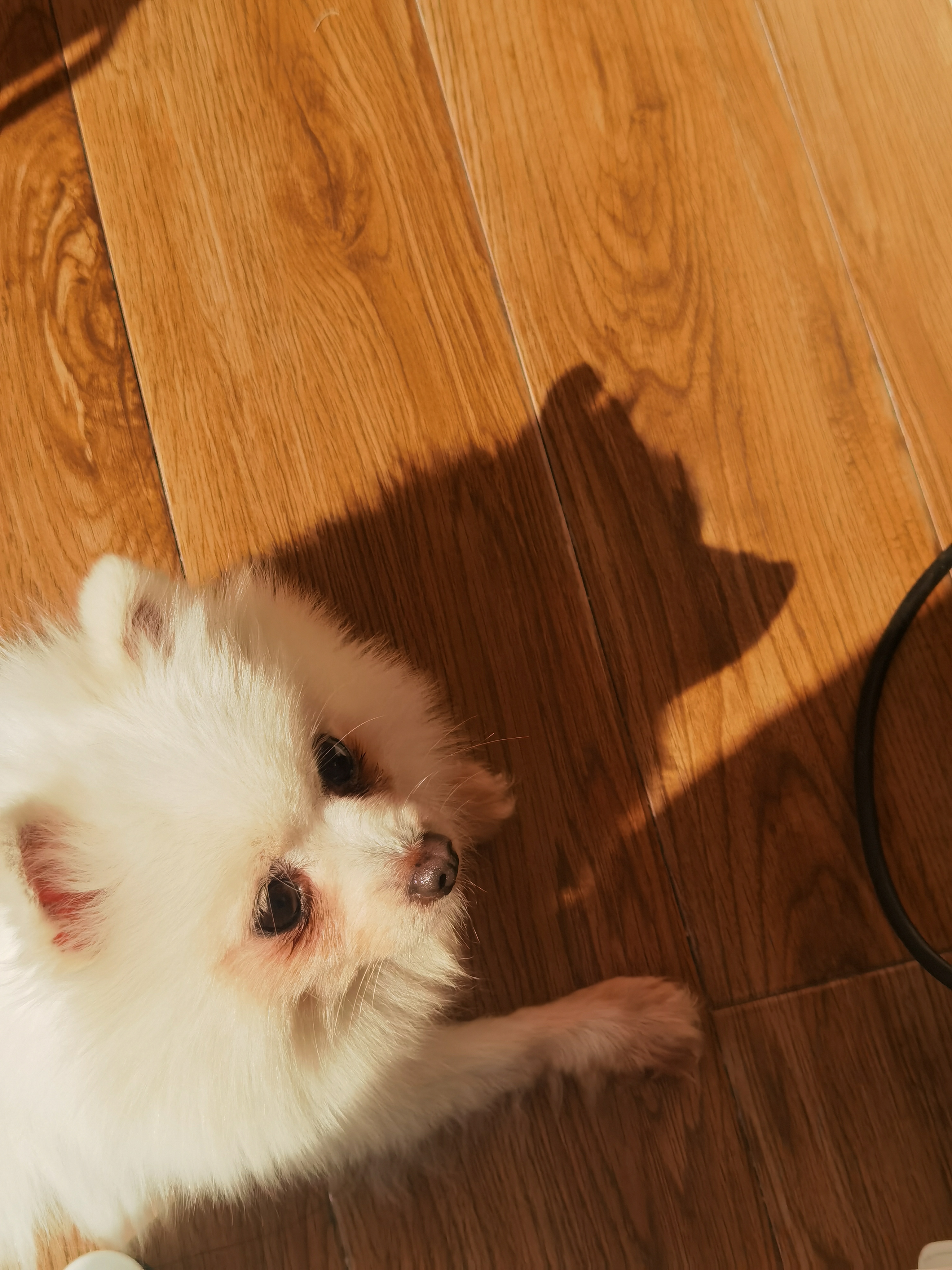 DouDing in the sunlight, with her shadow on the wooden floor